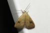 Rivula sericealis